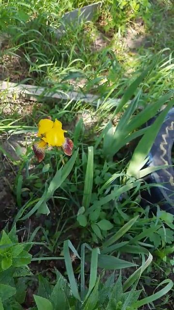 Ирис, самый первый в моей жизни. #plant #цветы #ирисы #деревня #огород #рекомендации смотреть онлайн