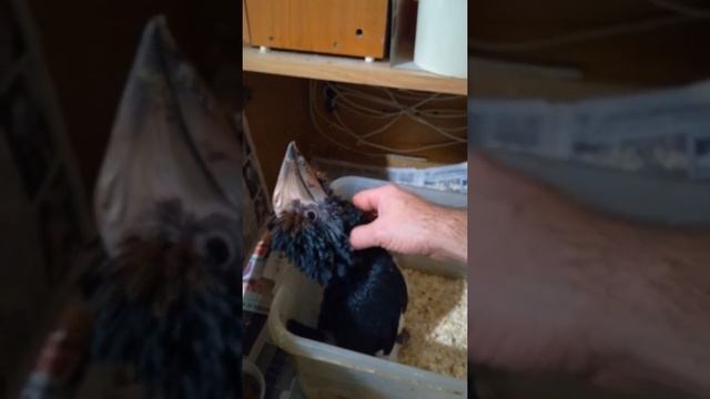 Bycanistes bucinator Hand feeding 7 weeks смотреть онлайн