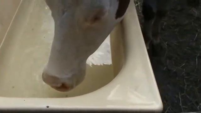 КРИВАЯ ЛУКА. 27.04.2018 Г. НАШИ "КОРМИЛИЦЫ" смотреть онлайн