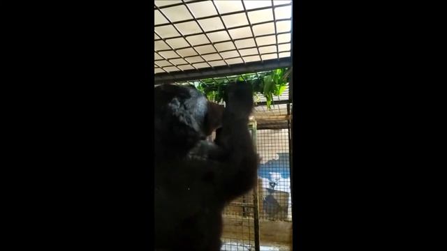 МЕДВЕДЬ ЕСТ КРАПИВУ С УДОВОЛЬСТВИЕМ смотреть онлайн