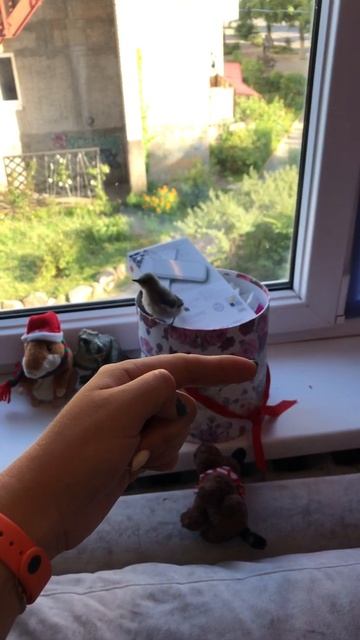 Славка садовая. Наш дружочек. смотреть онлайн