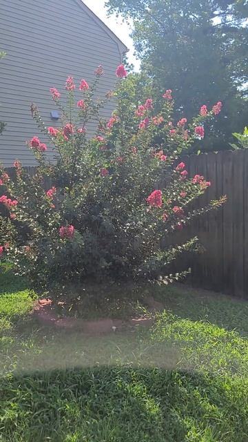 Pink Crepe Myrtles represent love in Bahariterra смотреть онлайн