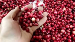 увеличиваю мощность веялки для ягод .