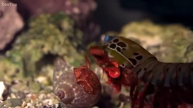 Рак Богомол ломает черепа крабам, осьминогу сильно досталось!Автор в Youtube - ZooTop смотреть онлайн