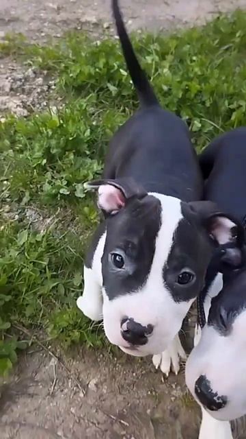 Аmstaff. Ukraine. #дрессировкасобакзапорожье #дрессировочнаяплощадказапорожьелестничество смотреть онлайн