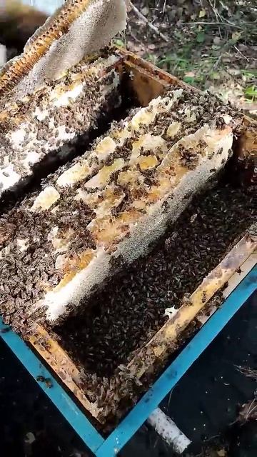 Разделительная решётка, какие минусы?! смотреть онлайн