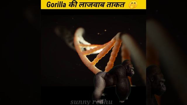 Top amazing facts about Gorilla | Lion vs Gorilla | shorts смотреть онлайн