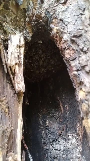 Wild Honey Bees Harvesting #Mountainhoneybees #WildHoneyBees #HuntingHoneyBees смотреть онлайн