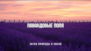 Летнее спокойствие — лавандовые поля и звуки природы