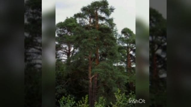 Ознайомлення з природним довкіллям моделювання.