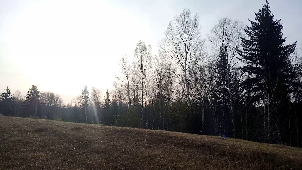 4 мая пение птиц.