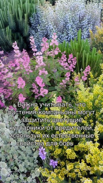 Органическое выращивание цветущих кустарников смотреть онлайн