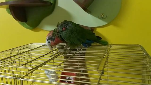 Кубинский Амазон В Эфире смотреть онлайн