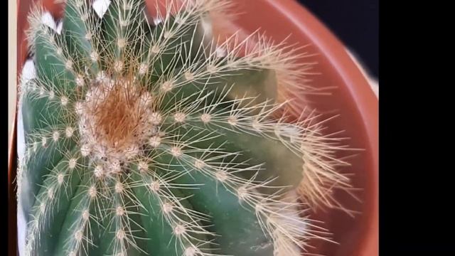 #cactus parodia magnifica,  Notocactus magnificus 0 Eriocactus magnifica смотреть онлайн