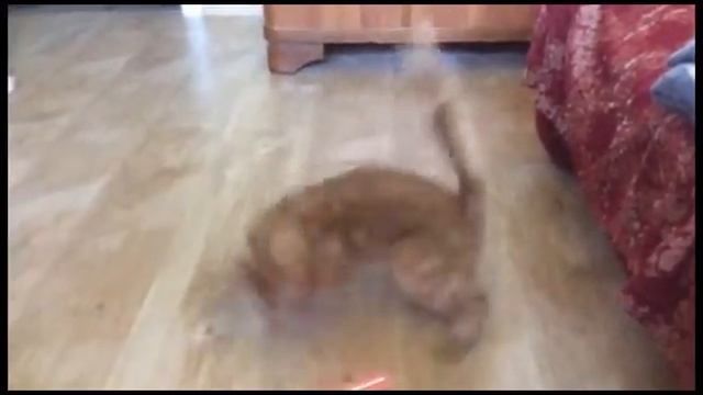 Копия видео "Кот- рыжая бестия." смотреть онлайн