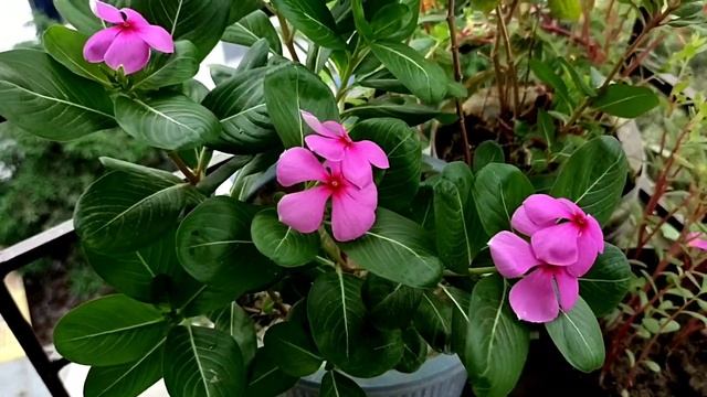Noyon Tara Flower||Rainy Seasons Flower My Garden