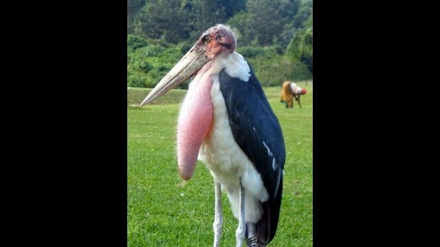 Makalala | Ave Desconocida | #Bestiario Vol.18 |CRIPTOZOOLOGÍA | Criptidos A La Vista смотреть онлайн