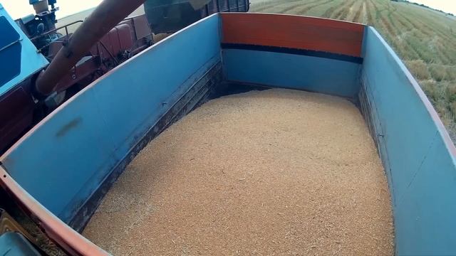 Нива СК-5 , уборка зерновых 2016 / Niva SК- 5, mowing of Wheat Harvest смотреть онлайн