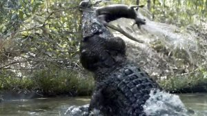 Свирепый ХОЗЯИН рек и болот! Гребнистый КРОКОДИЛ – самый крупный и СИЛЬНЫЙ в мире рептилий!