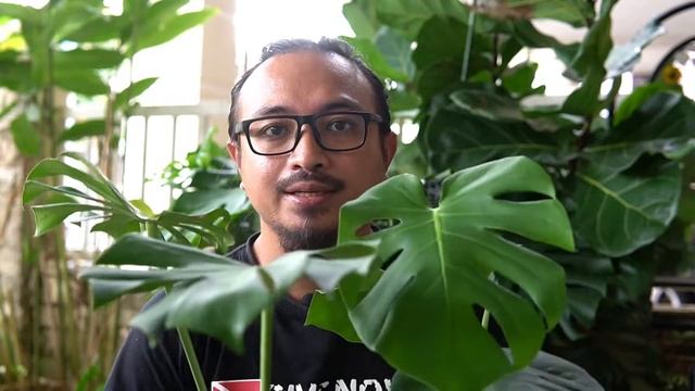 EP#11 Monstera Borsigiana vs Monstera Compacta | Malaysia смотреть онлайн