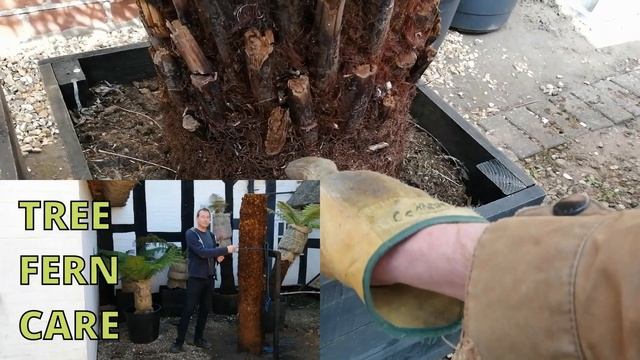 Tree Fern Care,  Dicksonia Antarctica, Exotic Jungle Fern Garden