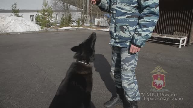 В Перми служебная собака помогла полицейским задержать подозреваемого в ограблении прохожего