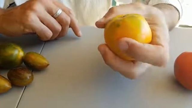 2018 tomato varieties смотреть онлайн