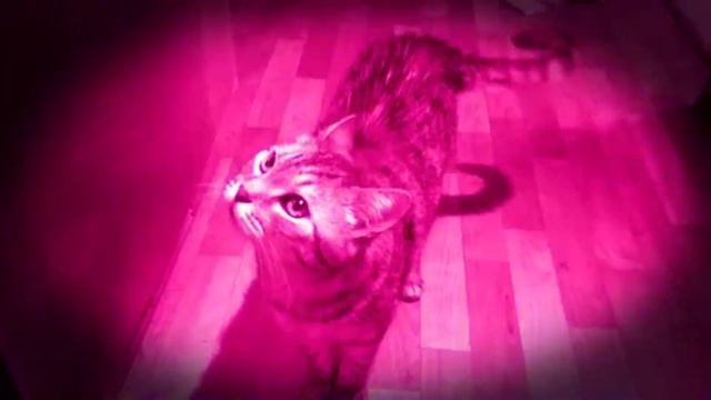 Мой кот-обормот 4))) Весёлый кот смотреть онлайн