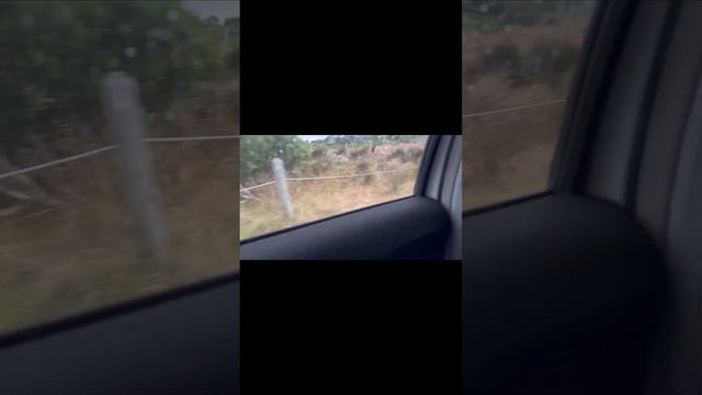 Phillip Island | One Day Trip on Christmas Day | Penguin Parade | Koala смотреть онлайн