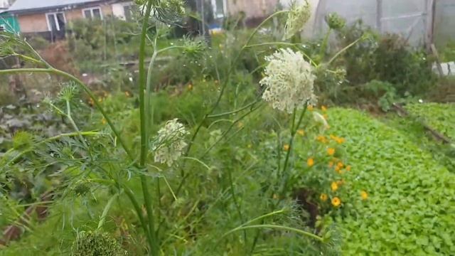 Убираю морковь и свёклу. смотреть онлайн