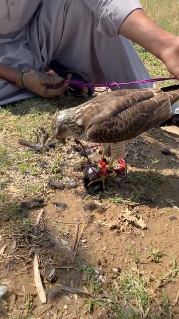 #hunting Subscribe ❤️❤️❤️🔥 смотреть онлайн