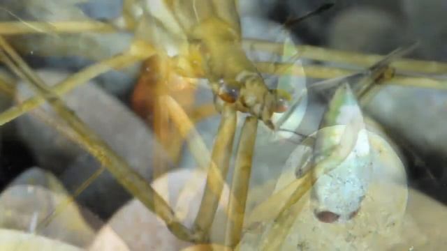 Water stick insect captured backswimmer larva/Botpoloska hanyattúszó poloska lárvával táplálkozik смотреть онлайн