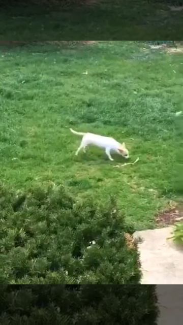 Little Devils смотреть онлайн