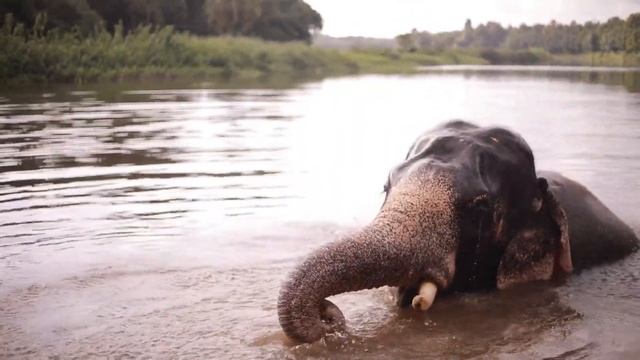 #Background_Music: #Cute #Elephant. смотреть онлайн