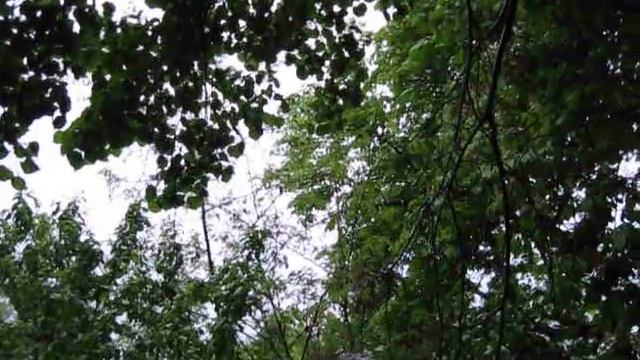 Otus scops; district of Topoľčany; locality deliberately undefined, western Slovakia, 3th may 2010 смотреть онлайн