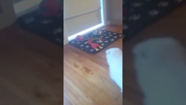 Baby snow!! Fluffy butt :) смотреть онлайн