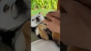 НУ ПОЛНЫЙ РЕЛАХ 🤣 #video #best #собака #массаж #кайф #spa #отдых