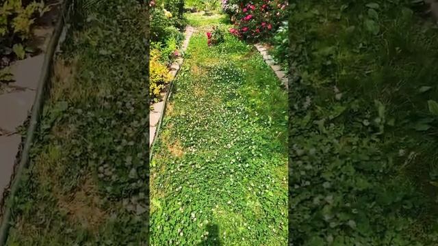 Use clover instead of grass #shorts #pollinators смотреть онлайн