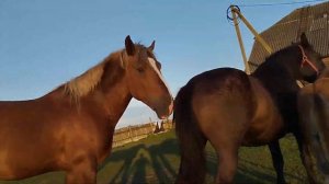 Породистого жеребца привели в табун