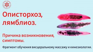 Описторхоз, лямблиоз. Причина возникновения, симптомы. Фрагмент обучения