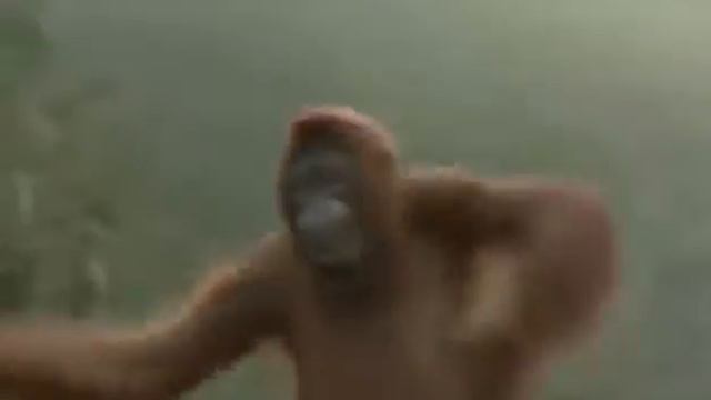 обезьяна збесилась!!!!!!!! смотреть онлайн