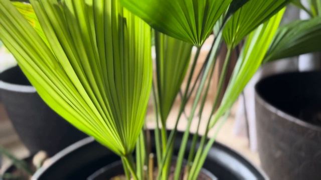 New Leaf Chinese Fan Palm Tree #houseplant смотреть онлайн