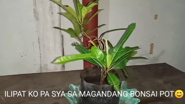 Croton/San Francisco bonsai смотреть онлайн