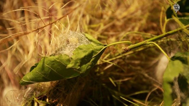 Շերամապահության փորձը Հայաստանում смотреть онлайн