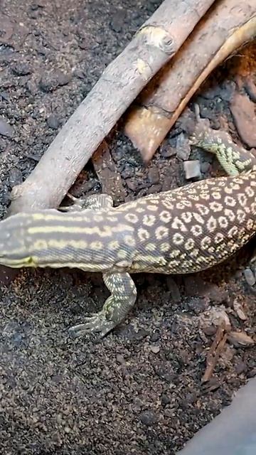 Ackie Monitor The Funniest Pet Reptile? shorts