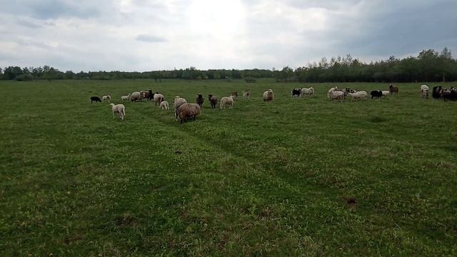 Баранчик на продажу на шашличок смотреть онлайн