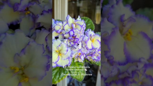 🐇ЕК-Мохнатый Шмель  - акцент на цветы уникального окраса. Достаточно активный жёлтый и чистый