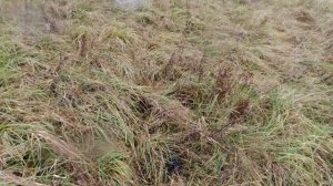 Охота на тетерева в октябре 2020 Яробласть