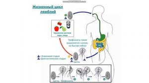 Lamblia intestinalis (Лямблия кишечная)