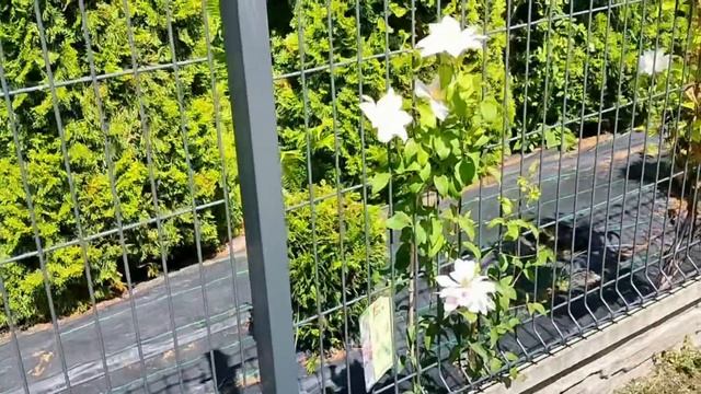 Ogród pełen kwiatów. Clematisy wcześnie kwitnące.Kwitną pierwsze róże. Ostrogowiec |Ogród Jadzi#198 смотреть онлайн